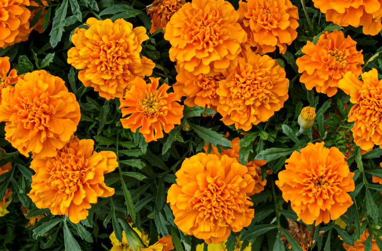 Which plants to use in your garden to deter pests