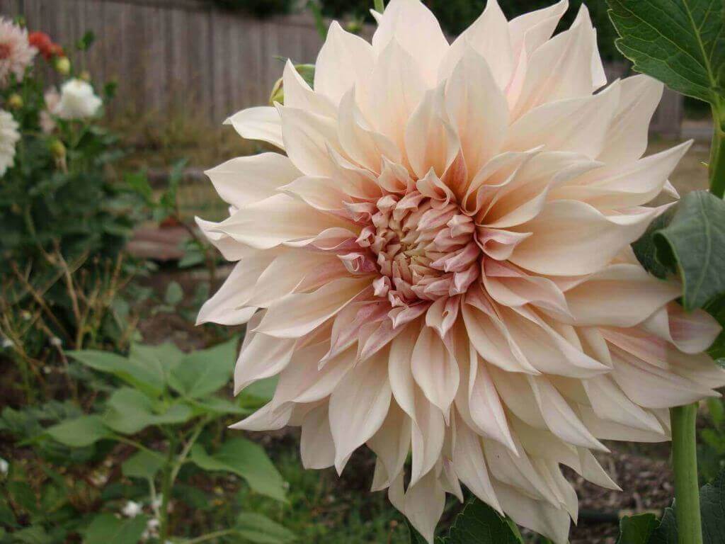 Dahlias for sensational summer weddings 1 Cafe au lait dahlia